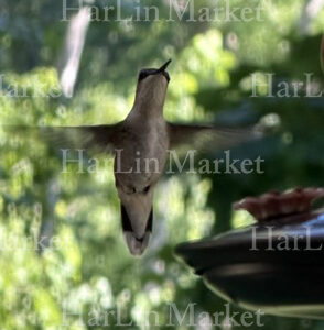 Black Chinned Hummingbird 48