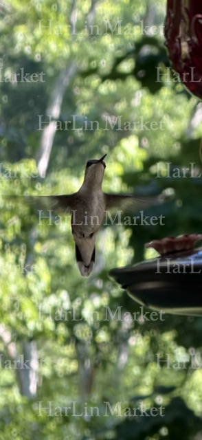 Black Chinned Hummingbird 48