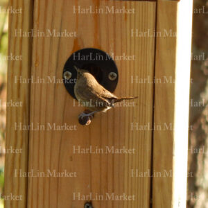 Carolina Wren 1 14