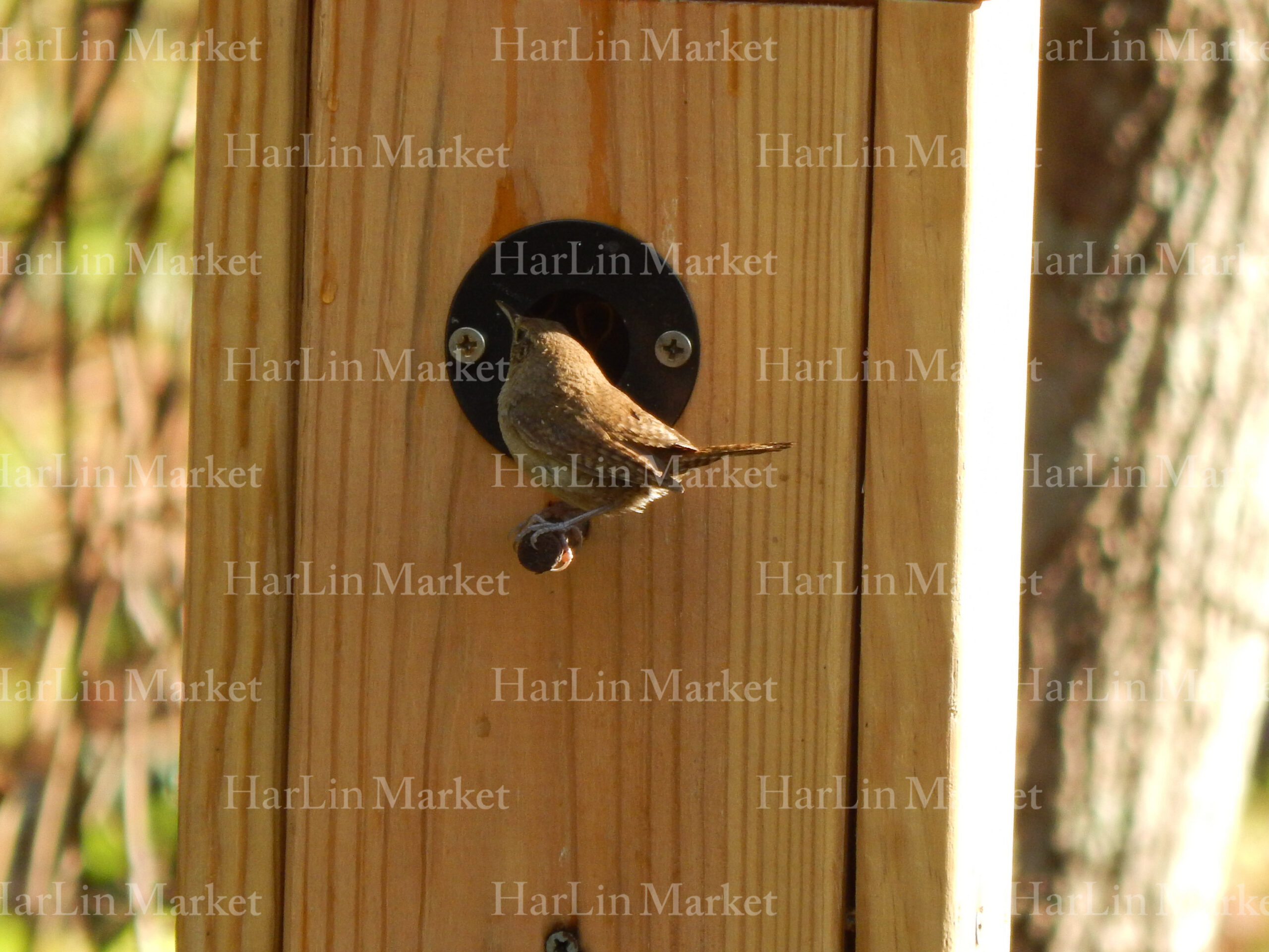 Carolina Wren 1 14