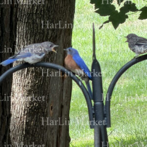 Eastern Bluebird 2 7