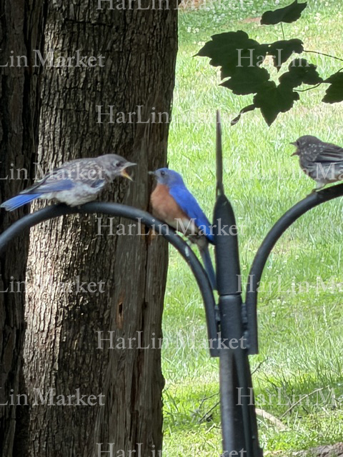 Eastern Bluebird 2 7
