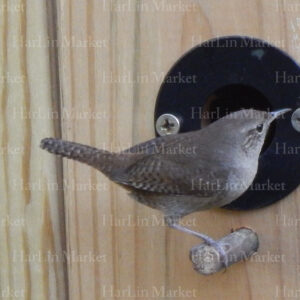 House Wren 47