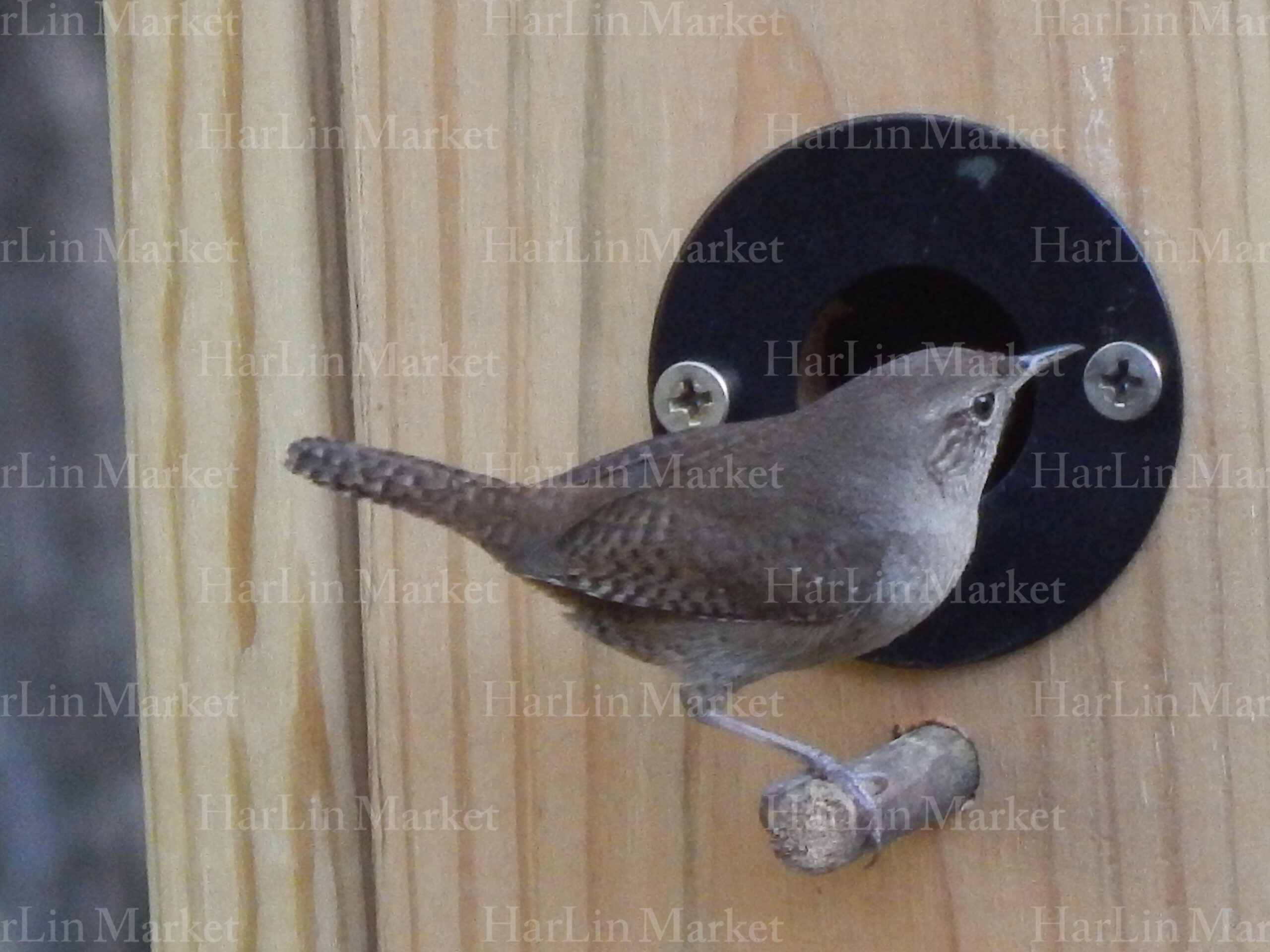 House Wren 47