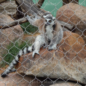 Ring Tailed Lemur 51