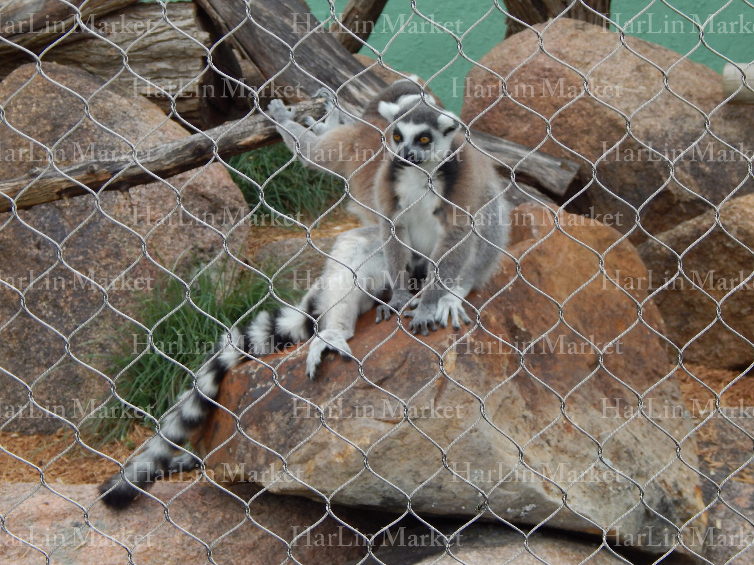 Ring Tailed Lemur 51