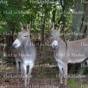 Two Donkeys 50
