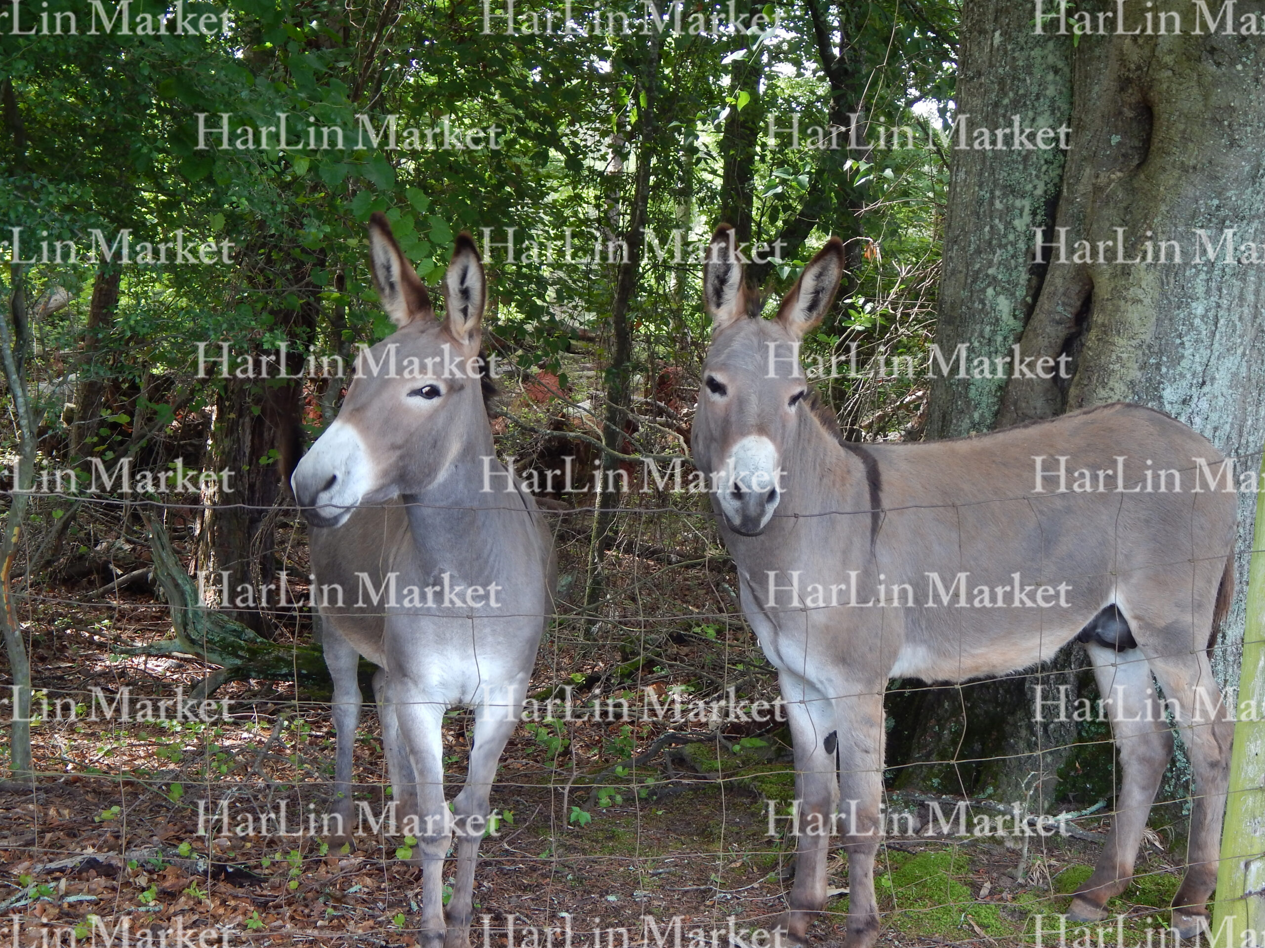 Two Donkeys 50