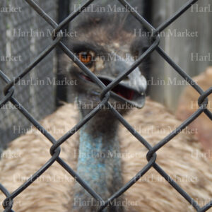 Emu 1 52