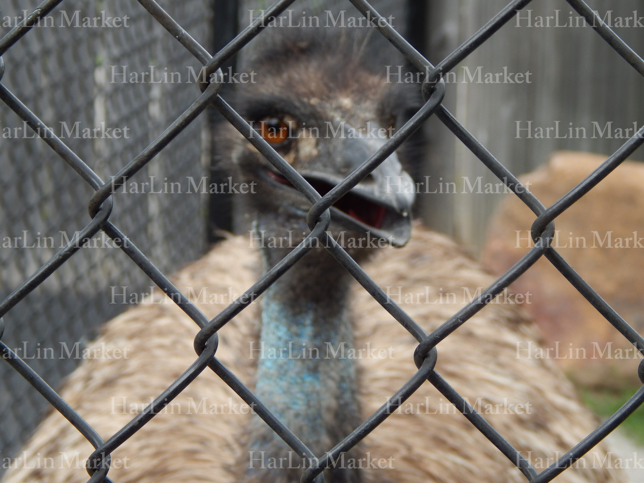 Emu 1 52