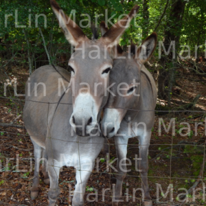 Two Donkeys