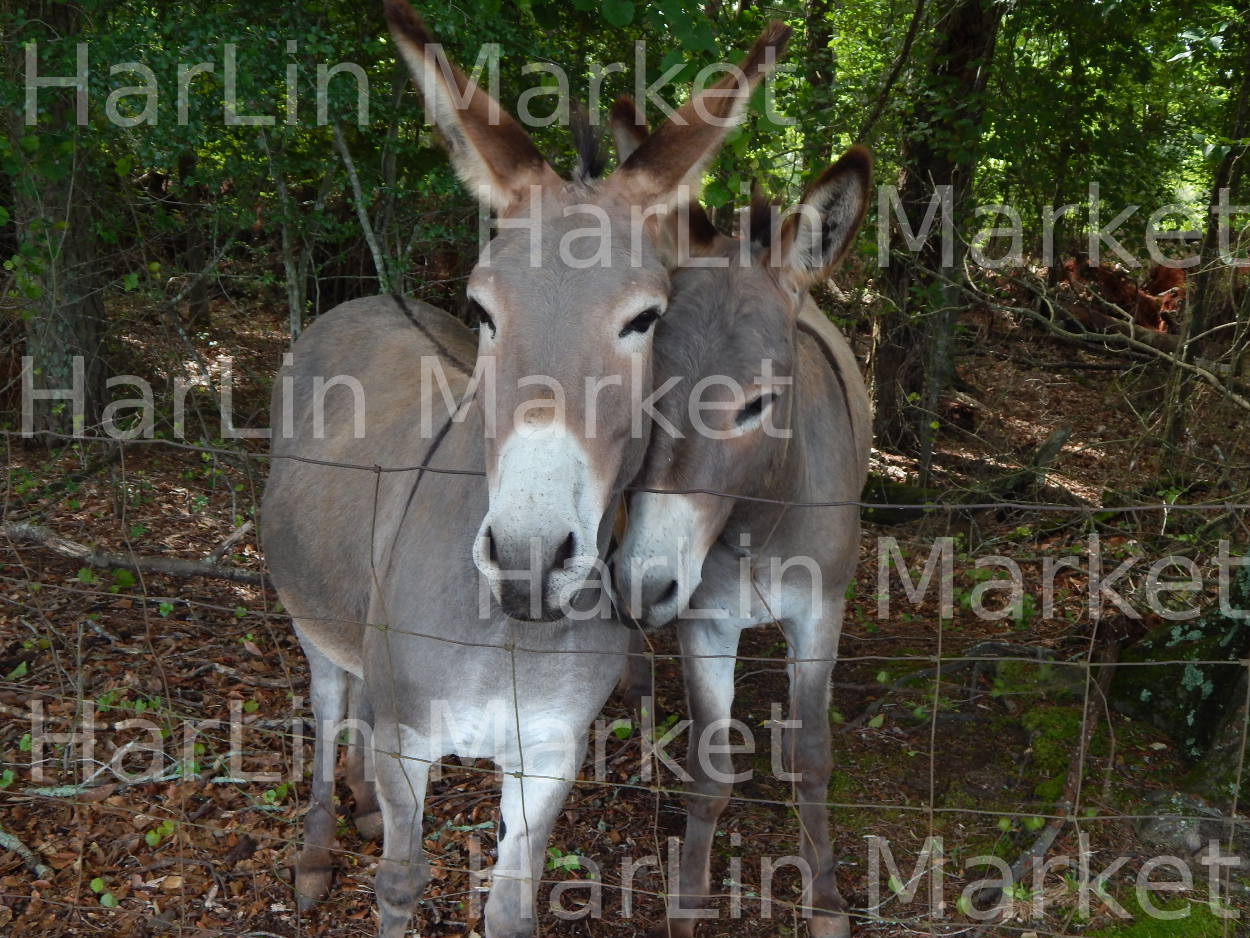 Two Donkeys